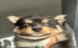 Pomsky dogs for sale: Family-Raised Pomsky Pups - Advert 40