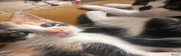 Mixed Breed cats for sale: Ragdoll x Turkish van kittens  - Advert 8