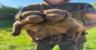 Labrador Retriever dogs - Advert 5