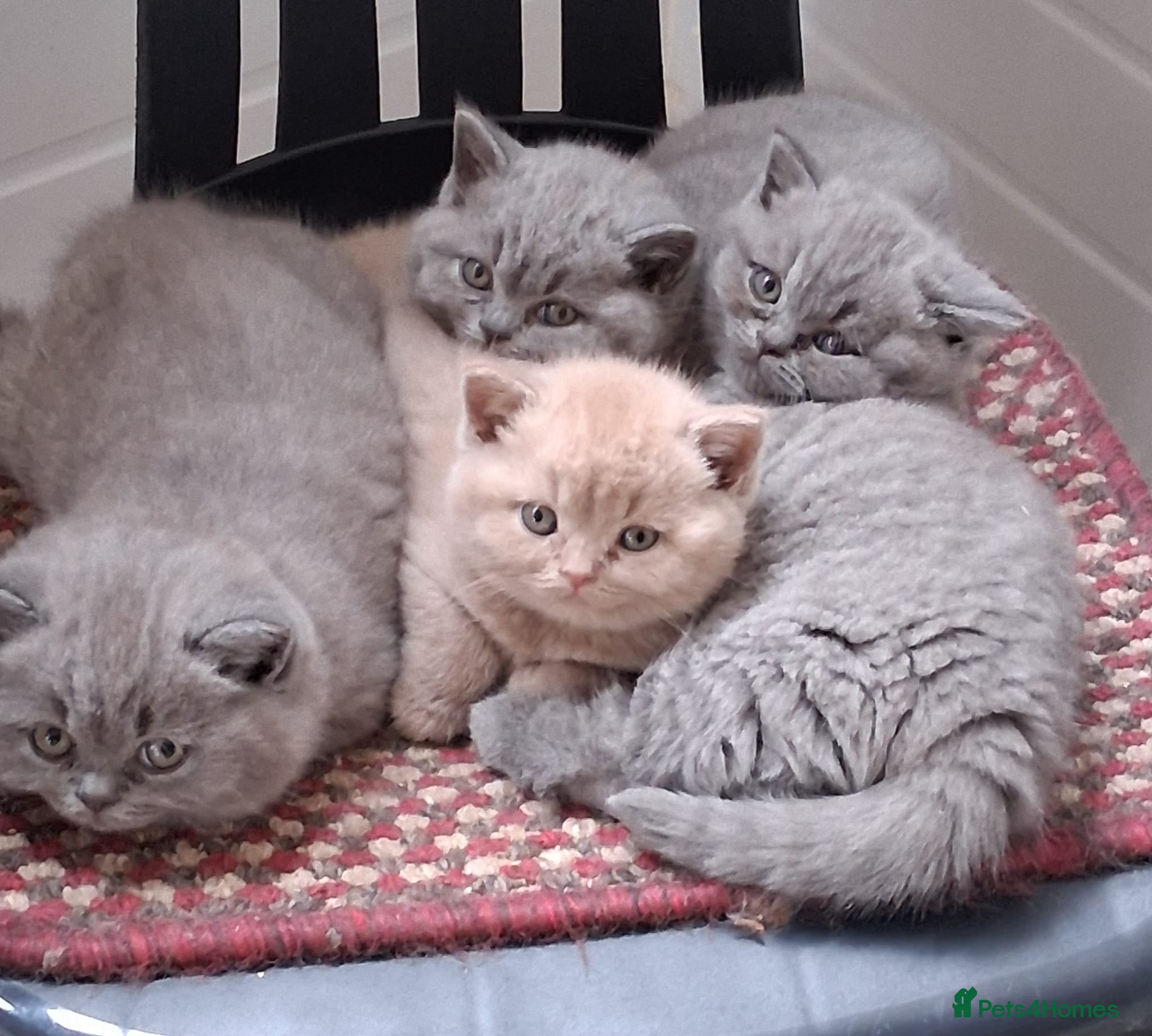 British Shorthair cats British shorthair kittens  - Advert 2
