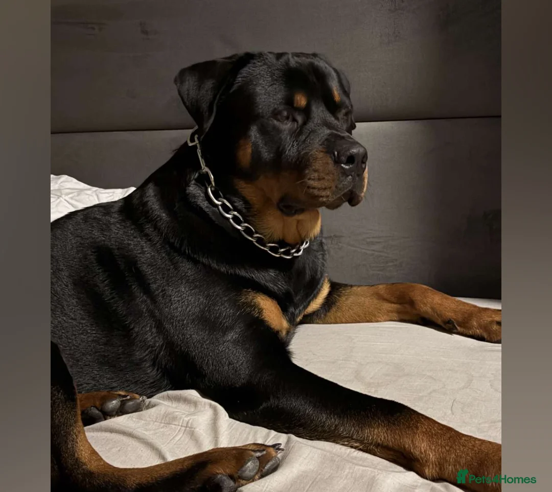 Rottweiler dogs for stud: Male Rottweiler for stud  in Canvey Island - Advert 4