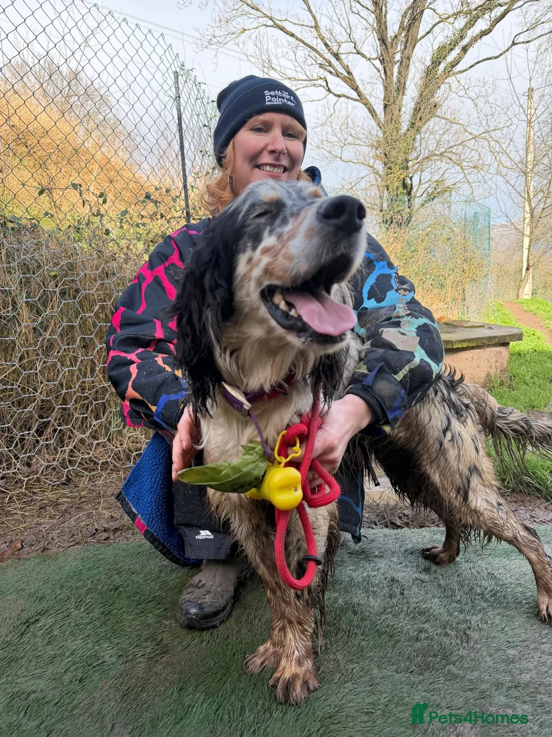 English Setter dogs for adoption: Drick - Advert 7