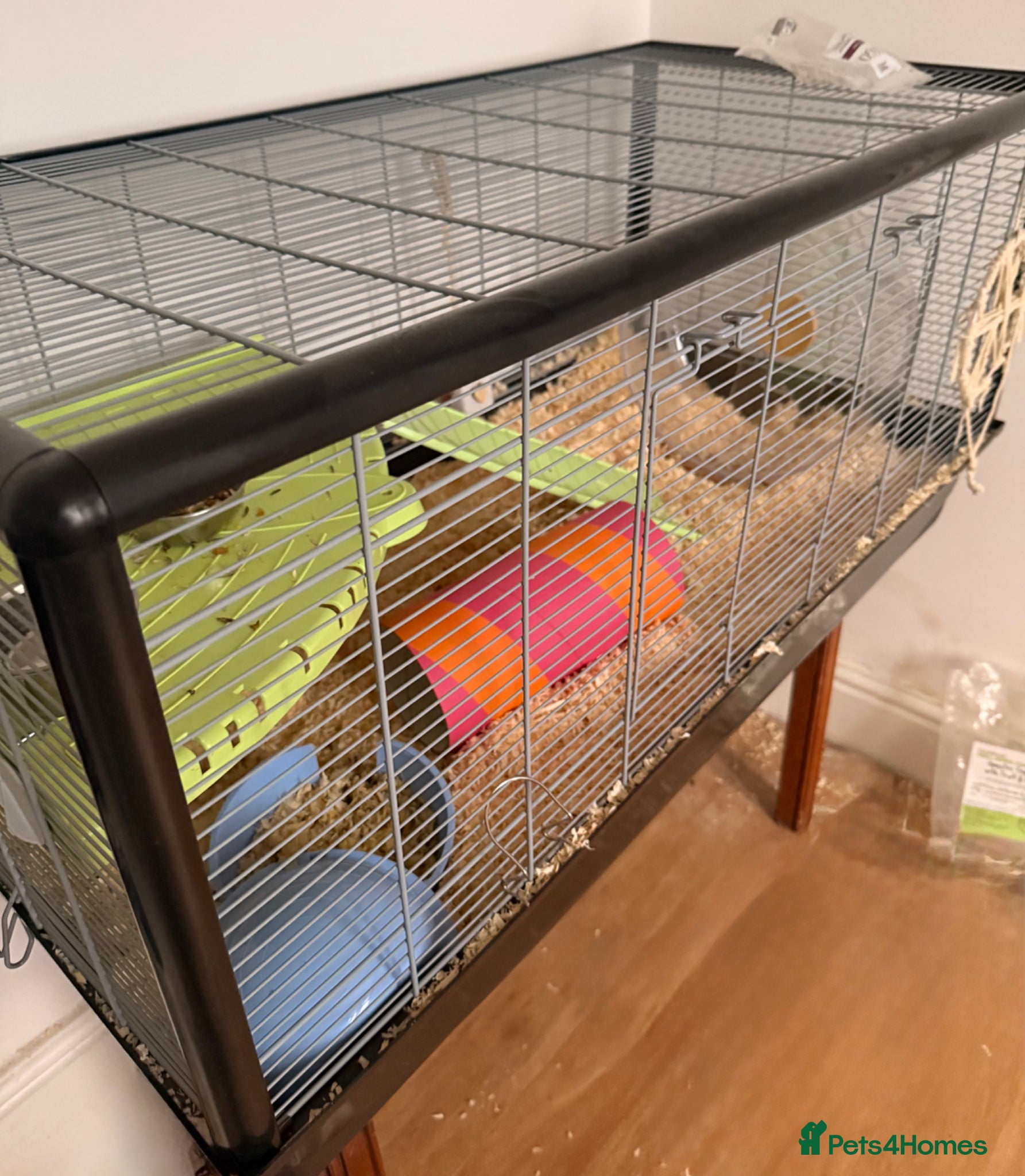 Hamster rodents Male Syrian Rex Hamster with Cage and accessories - Advert 1