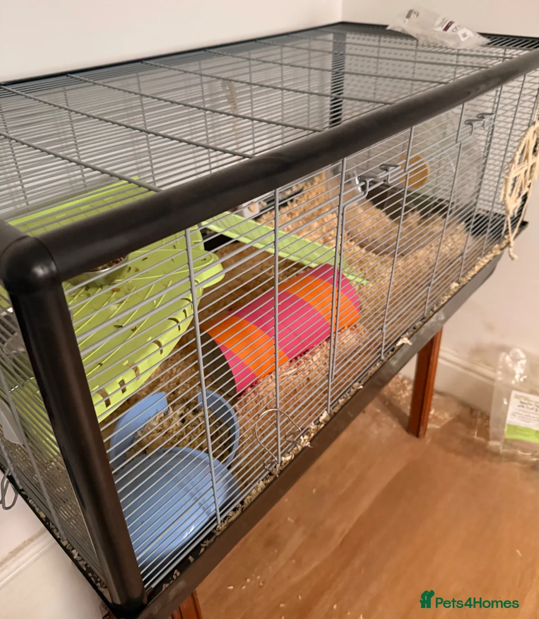 Hamster rodents for sale: Male Syrian Rex Hamster with Cage and accessories in Hove - Advert 1