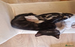 Bengal cats for sale: 4 bengal cross tabby kittens  - Image 22