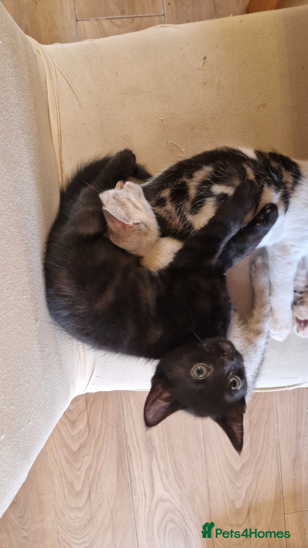 Bengal cats for sale: 4 bengal cross tabby kittens  - Image 22