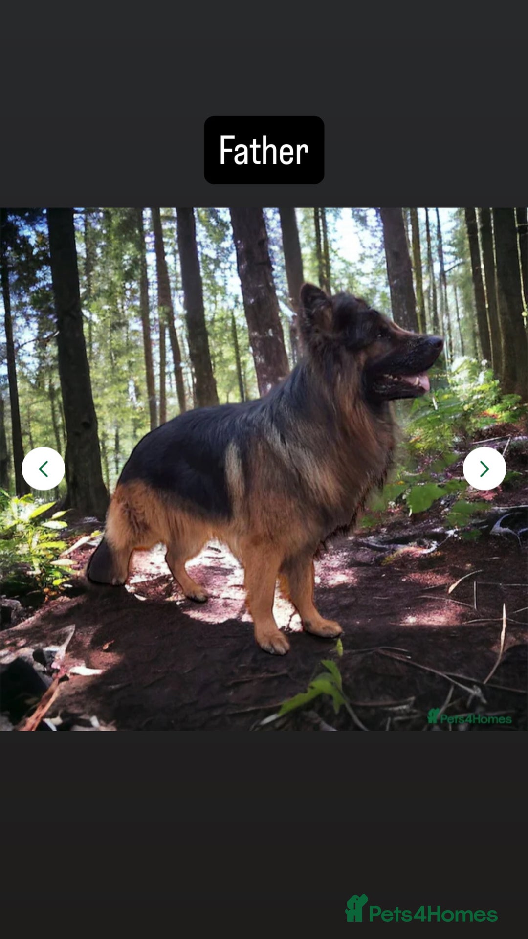 German Shepherd dogs for sale: Premium Pedigree GSD Puppies – Champion Bloodlines - Advert 22