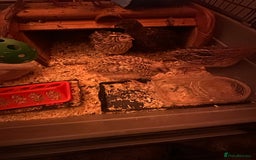 Quail poultry for sale: Quails for sale - Image 3