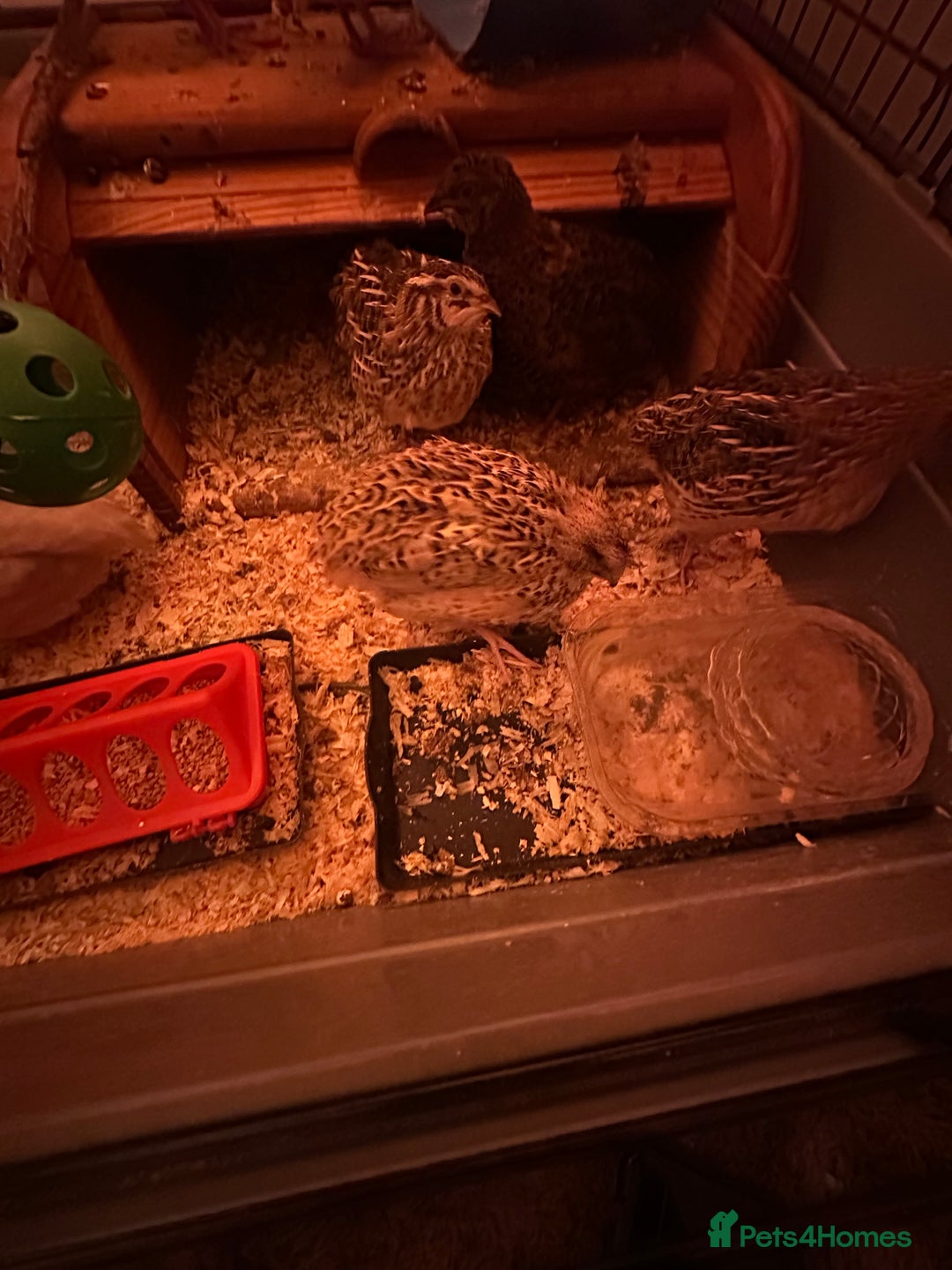Quail poultry for sale: Quails for sale - Image 3
