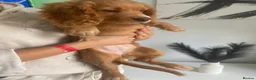 Cocker Spaniel dogs for sale: Last two beautiful working cocker spaniels🖤 - Advert 9