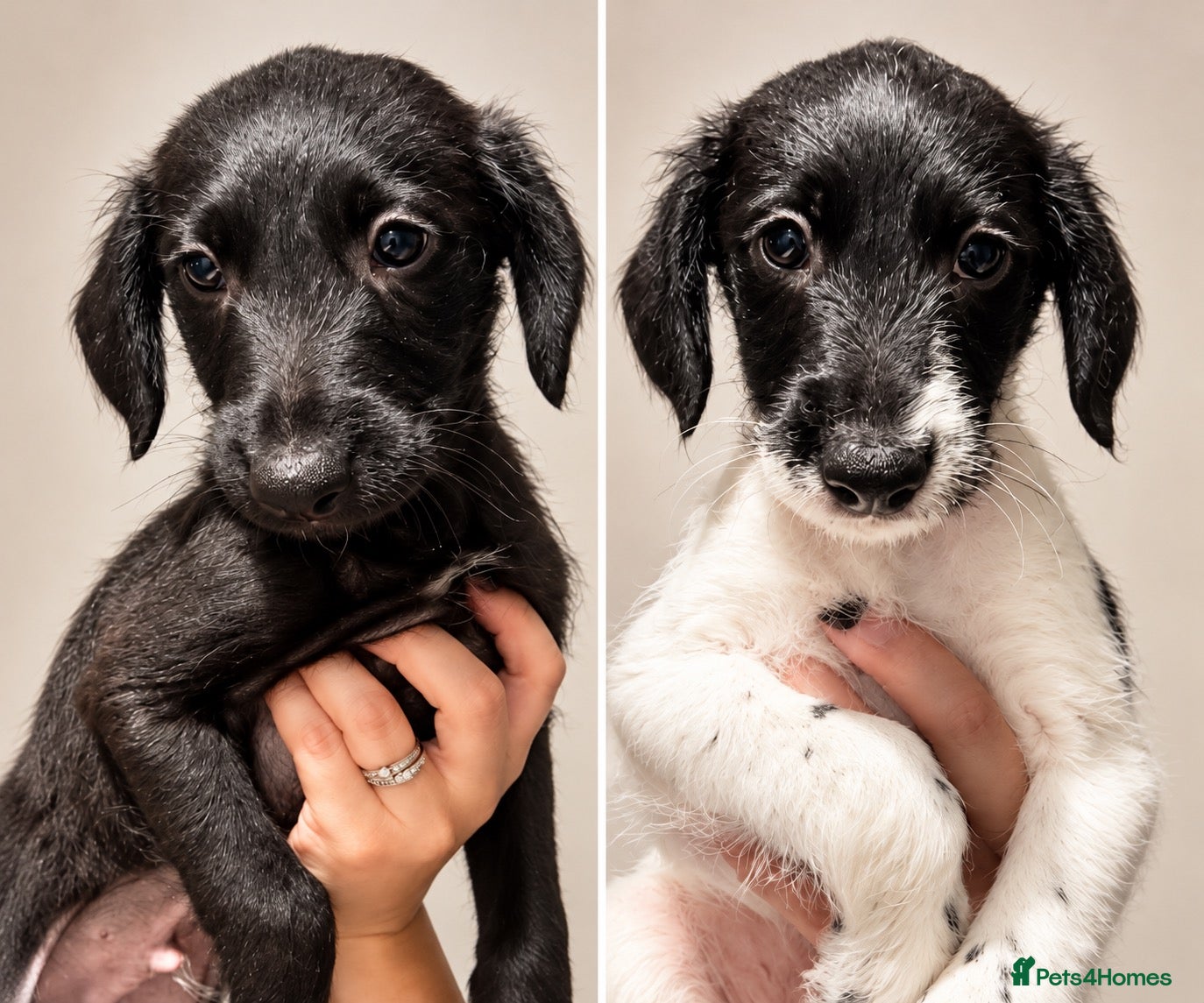 Mixed Breed dogs  Beautiful Whippet x Poodle puppies LAST 2 - Advert 1