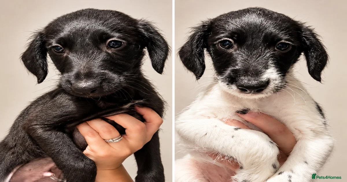 Crossbreed Puppies for sale | Pets4Homes