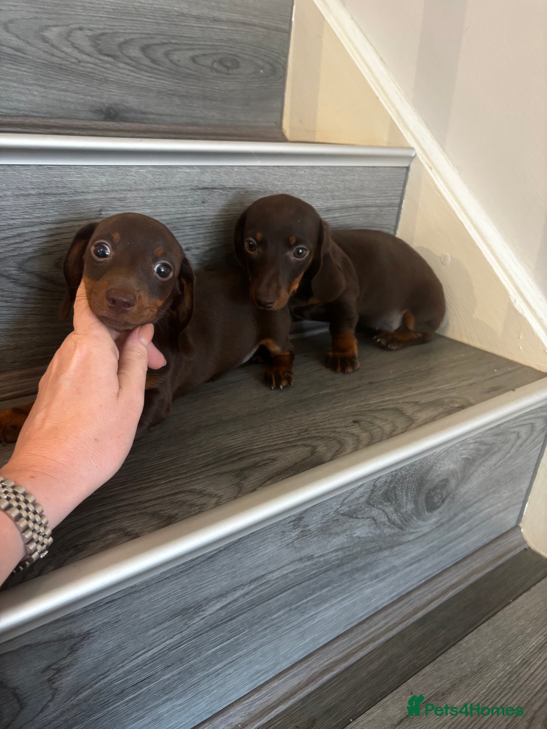 Miniature Dachshund dogs for sale: Chocolate miniature dachshund puppies  - Image 3