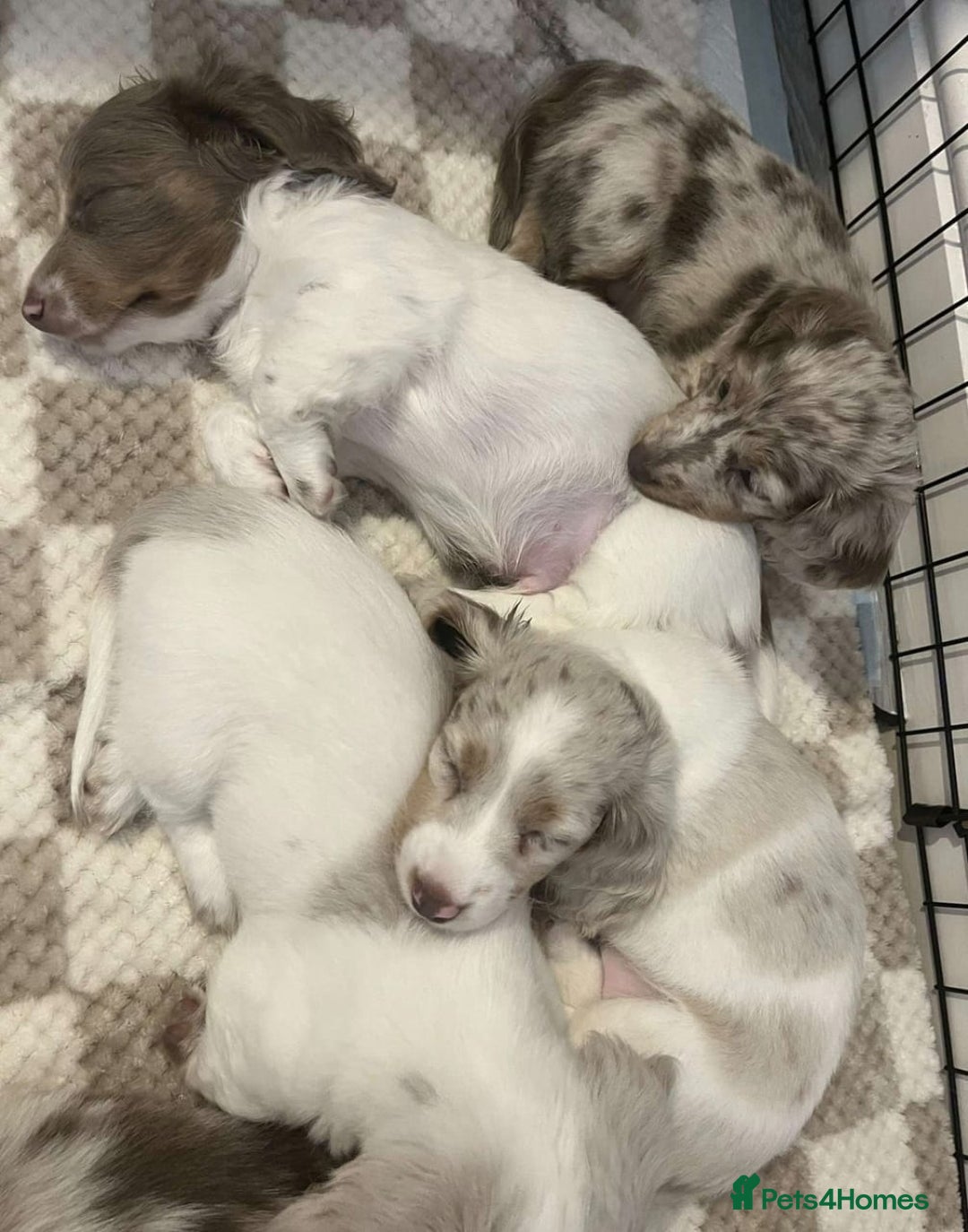 Miniature Dachshund dogs for sale: Beautiful Long-Haired Miniature Dachshund Puppies! - Advert 3