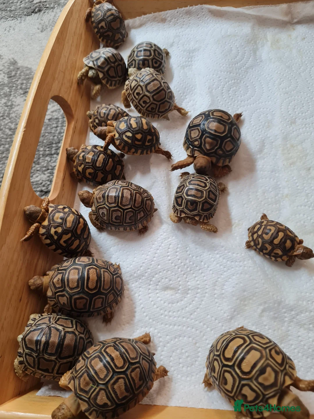 Tortoise reptiles for sale: Leopard Tortoise hatchlings in Rugby - Advert 20