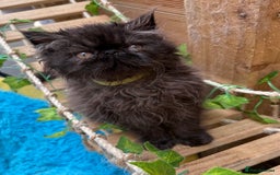 Persian cats for sale: REDUCED GCCF PERSIAN KITTENS  - Image 9