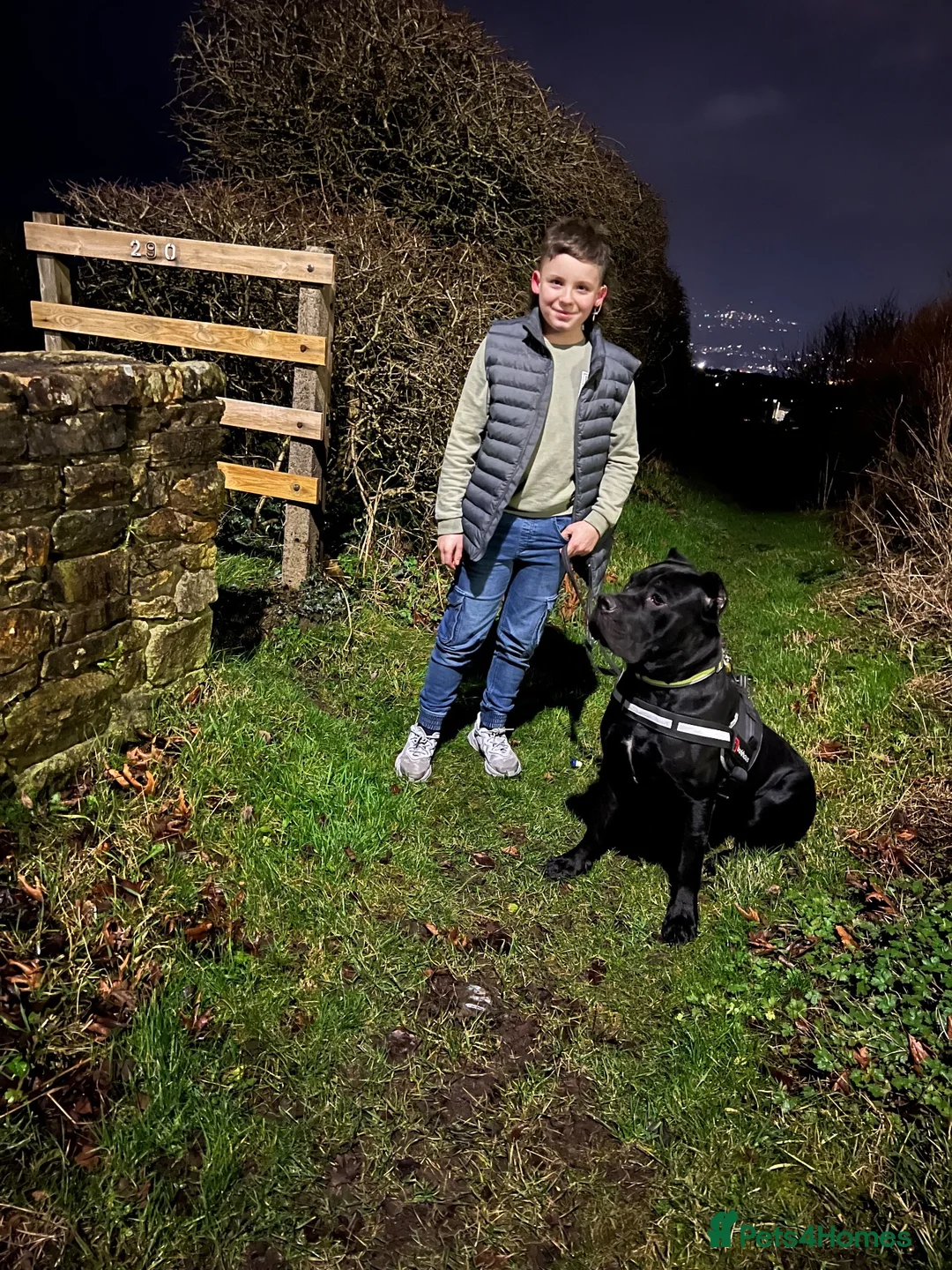 Cane Corso dogs for sale: Cane corso puppies ready for there forever home  in Nelson - Advert 2