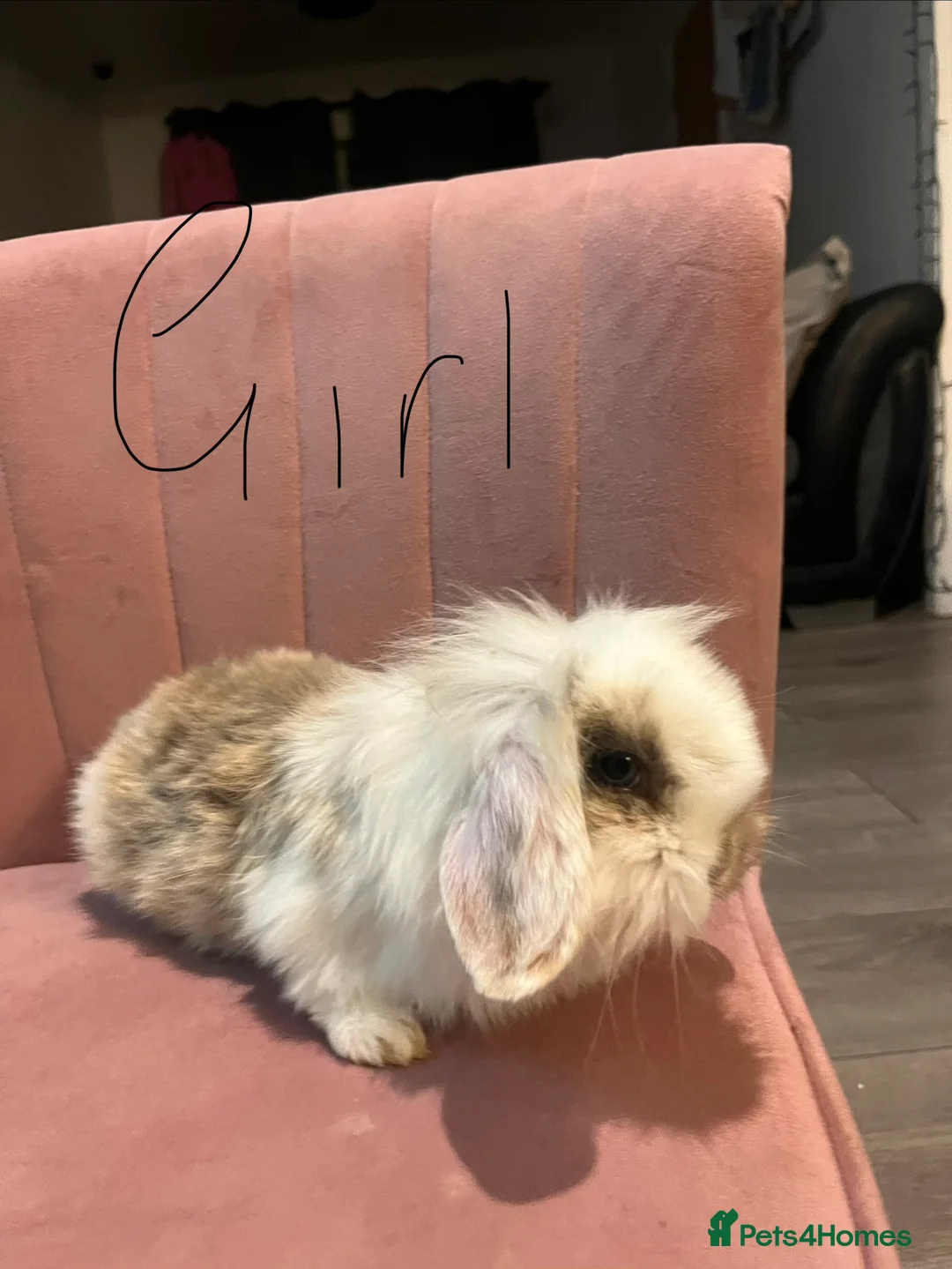 Mini Lop rabbits for sale: Mini lop - Advert 1