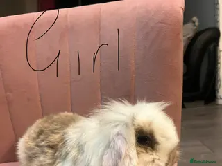 Mini Lop rabbits Mini lop - Advert 1