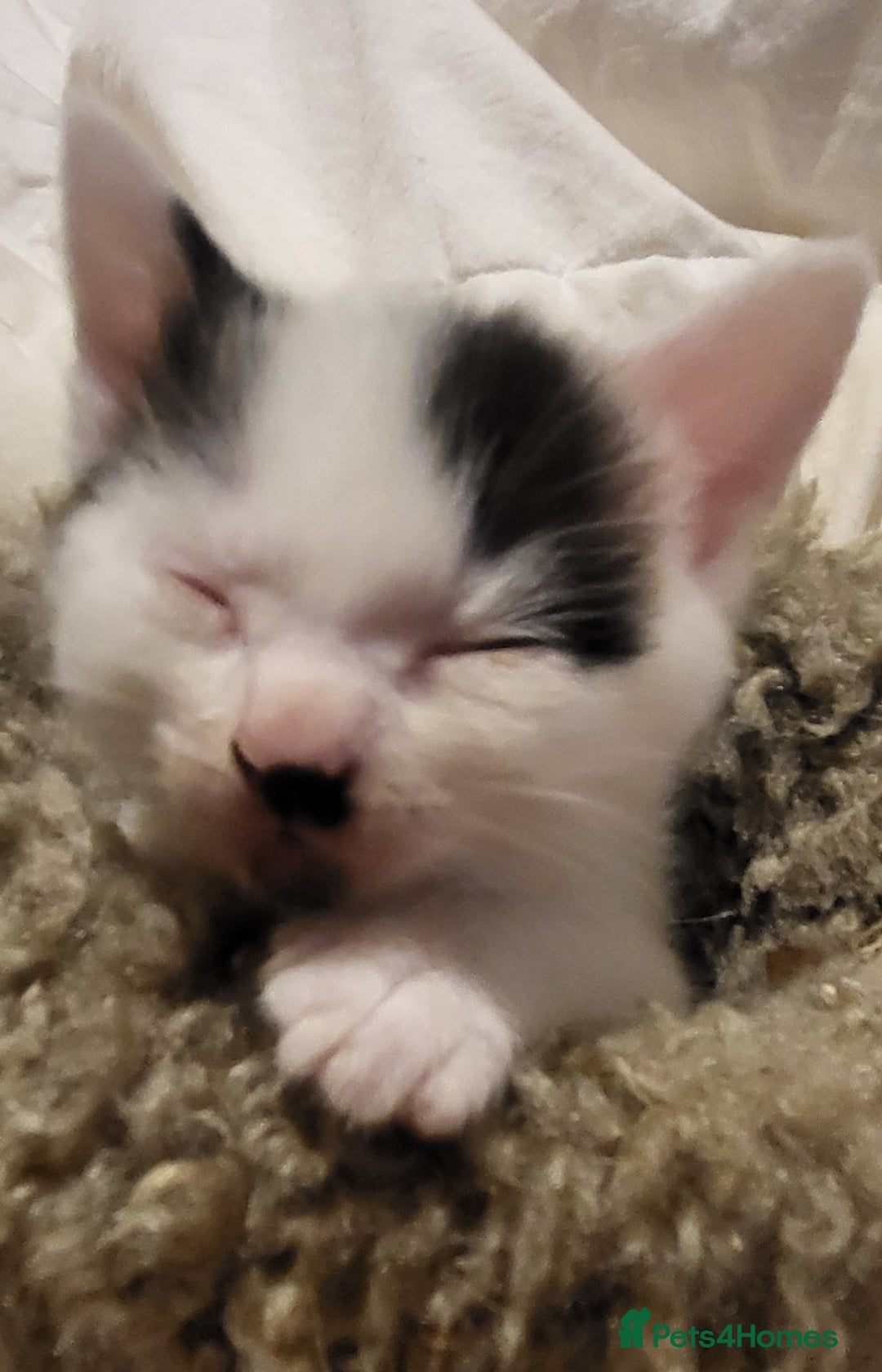 Mixed Breed cats for sale: Domestic Shorthair x Turkish Van  - Advert 7