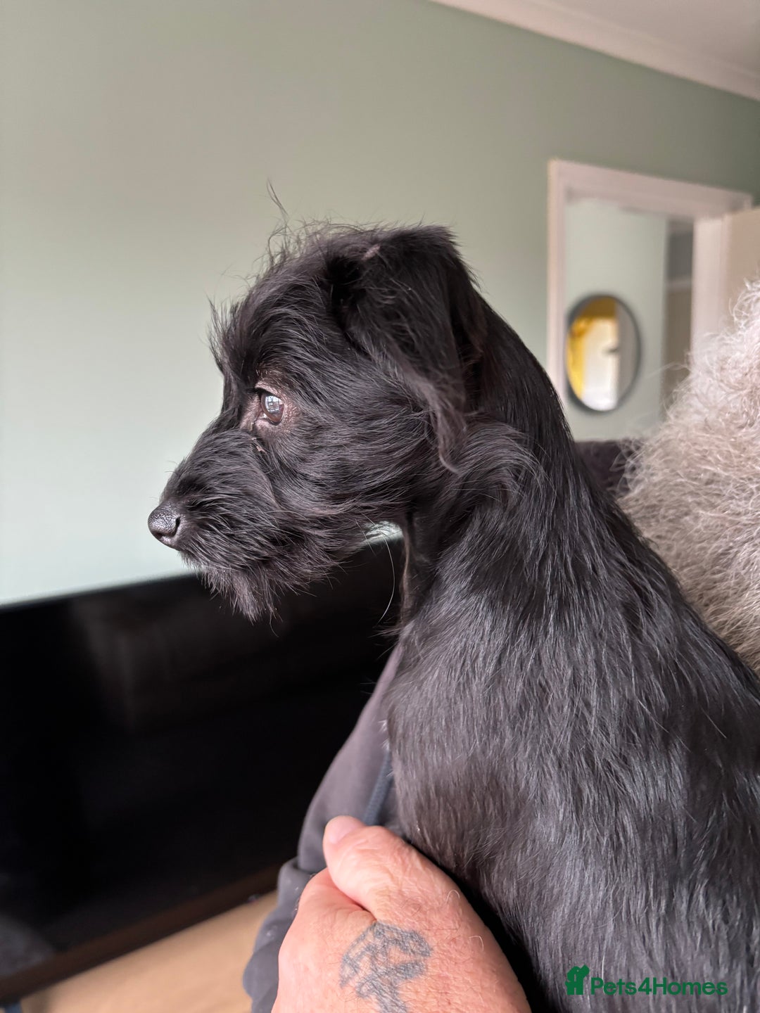 Mixed Breed dogs for sale: Bed Italian greyhound x miniature poodle  - Advert 13