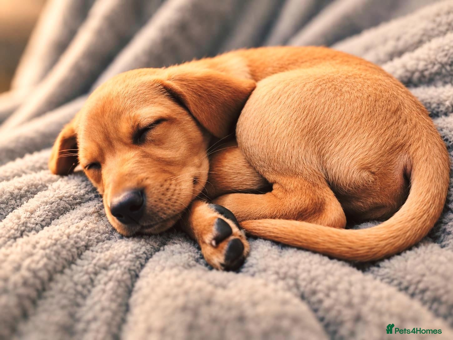 Labrador Retriever dogs Labrador puppy  - Advert 1
