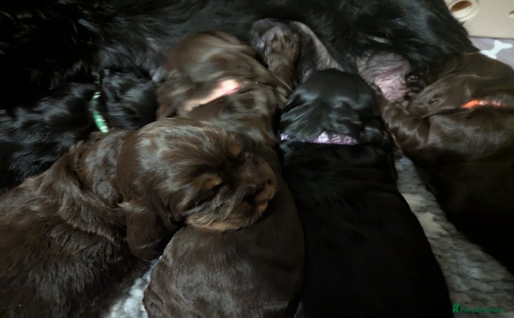 Cocker Spaniel dogs - Advert 11