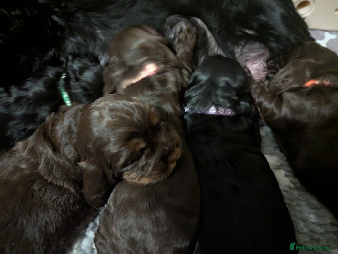 Cocker Spaniel dogs for sale: Kc reg English Cockerspaniel - Image 1