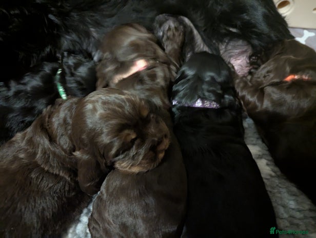 Cocker Spaniel dogs - Advert 4