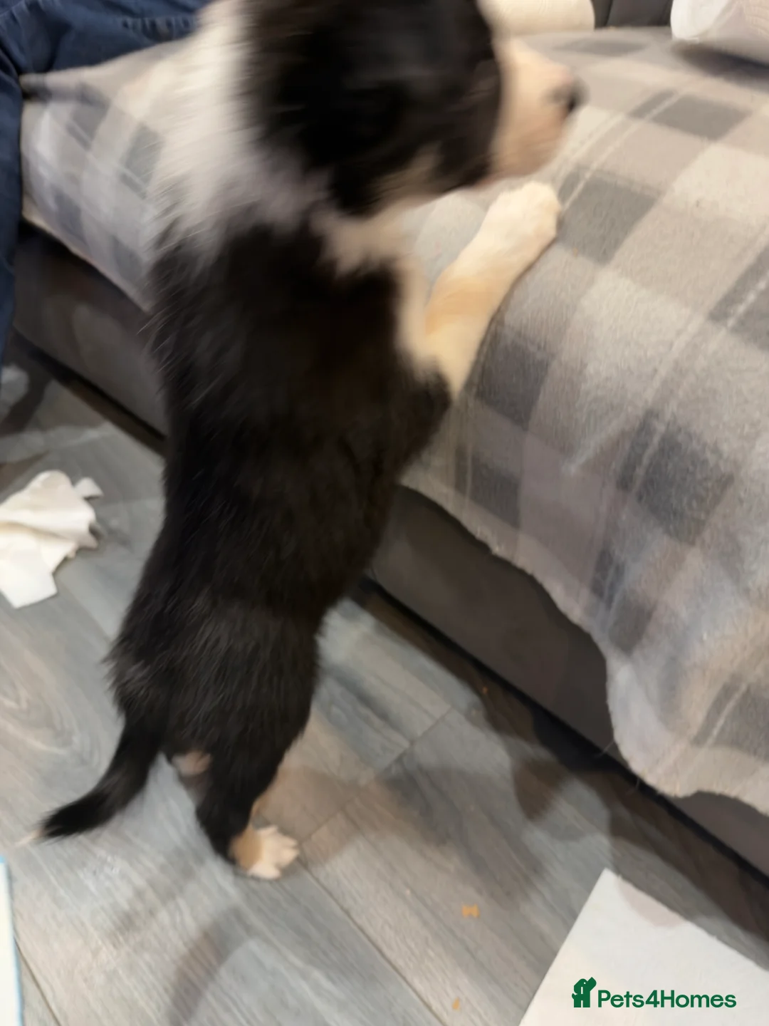 Mixed Breed dogs for sale: Stunning Border Collie Cross Puppies Family Raised - Advert 27