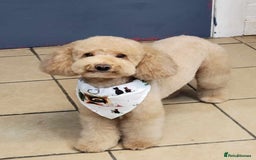 Toy Poodle dogs for stud: ‘Teddy’ KC Registered/Health tested Toy Stud in Wigan - Image 3