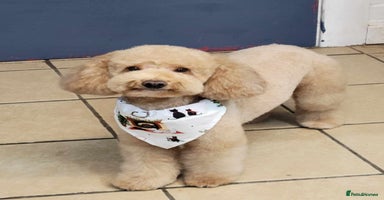 Toy Poodle dogs in Wigan - Advert 2