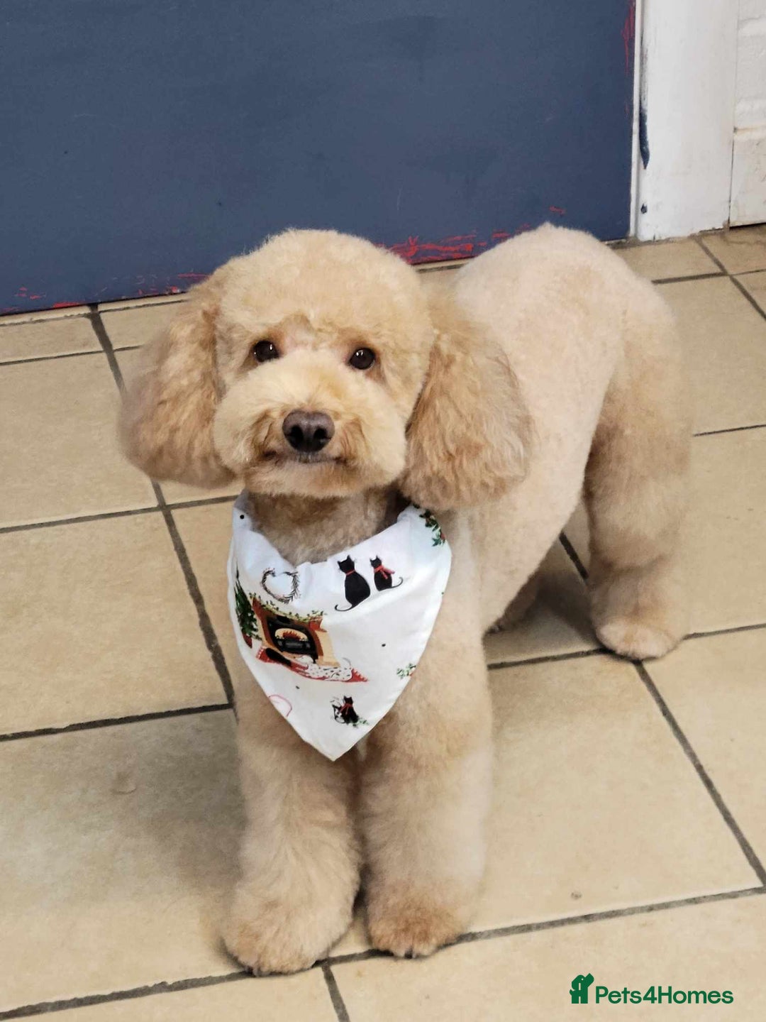 Toy Poodle dogs for stud: ‘Teddy’ KC Registered/Health tested Toy Stud in Wigan - Image 3