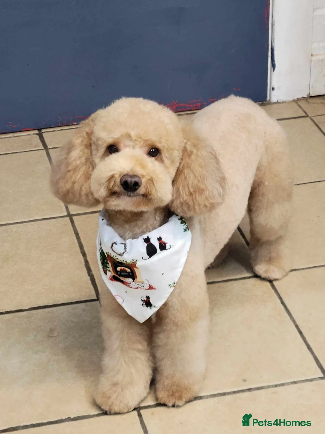 Toy Poodle dogs for stud: ‘Teddy’ KC Registered/Health tested Toy Stud in Wigan - Advert 5
