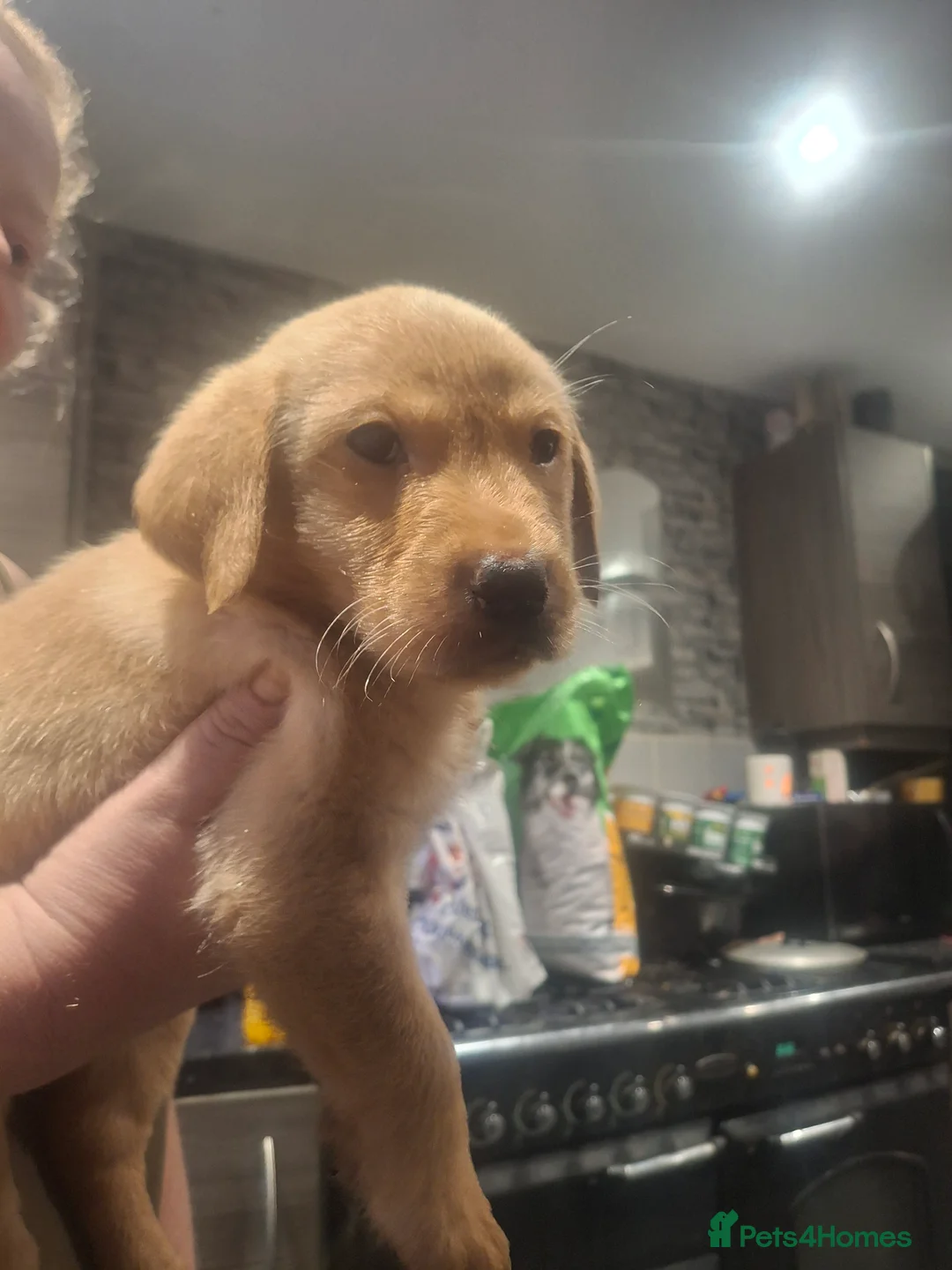 Labrador Retriever dogs for sale: 1 boy left  - Advert 6
