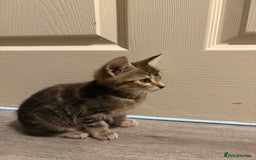 Domestic Shorthair cats for sale: 2 female kittens ready for their new home!  - Image 4