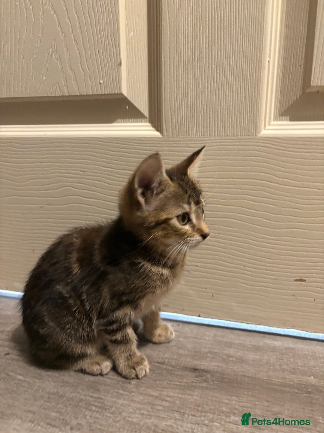 Domestic Shorthair cats for sale: 2 female kittens ready for their new home!  - Image 4