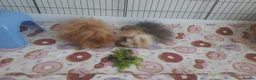 Guinea Pig rodents for sale: 2 Lunkarya guineas with cage and accessories  - Advert 19