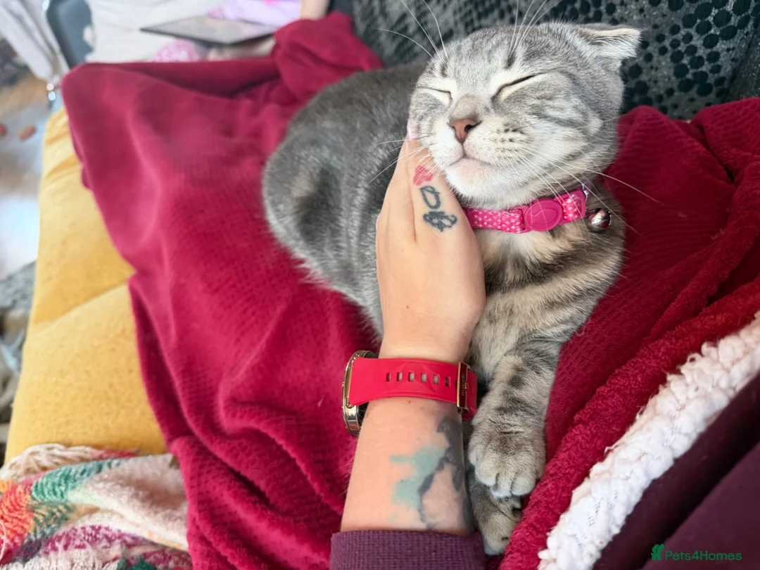 Scottish Fold cats for sale: Cookie- grey tabby Scottish fold - Advert 2