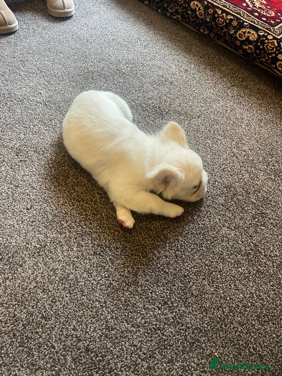 French Bulldog dogs for sale: Platinum fluffy frenchy pup female famous kc reg - Advert 2