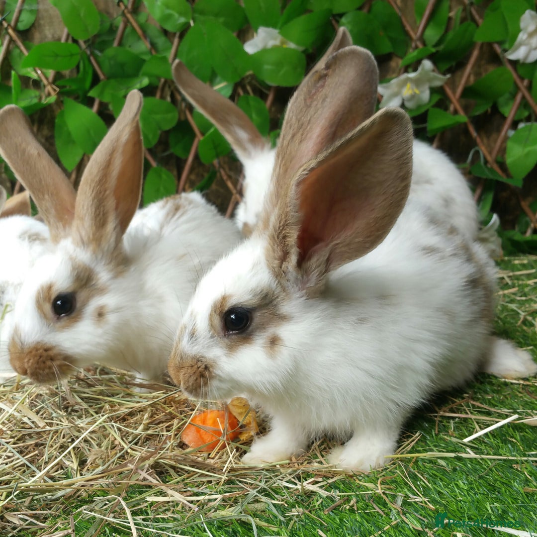 Continental Giant rabbits for sale: Giant Papillon Baby Boys  - Vaccinated - Reserve - Image 12