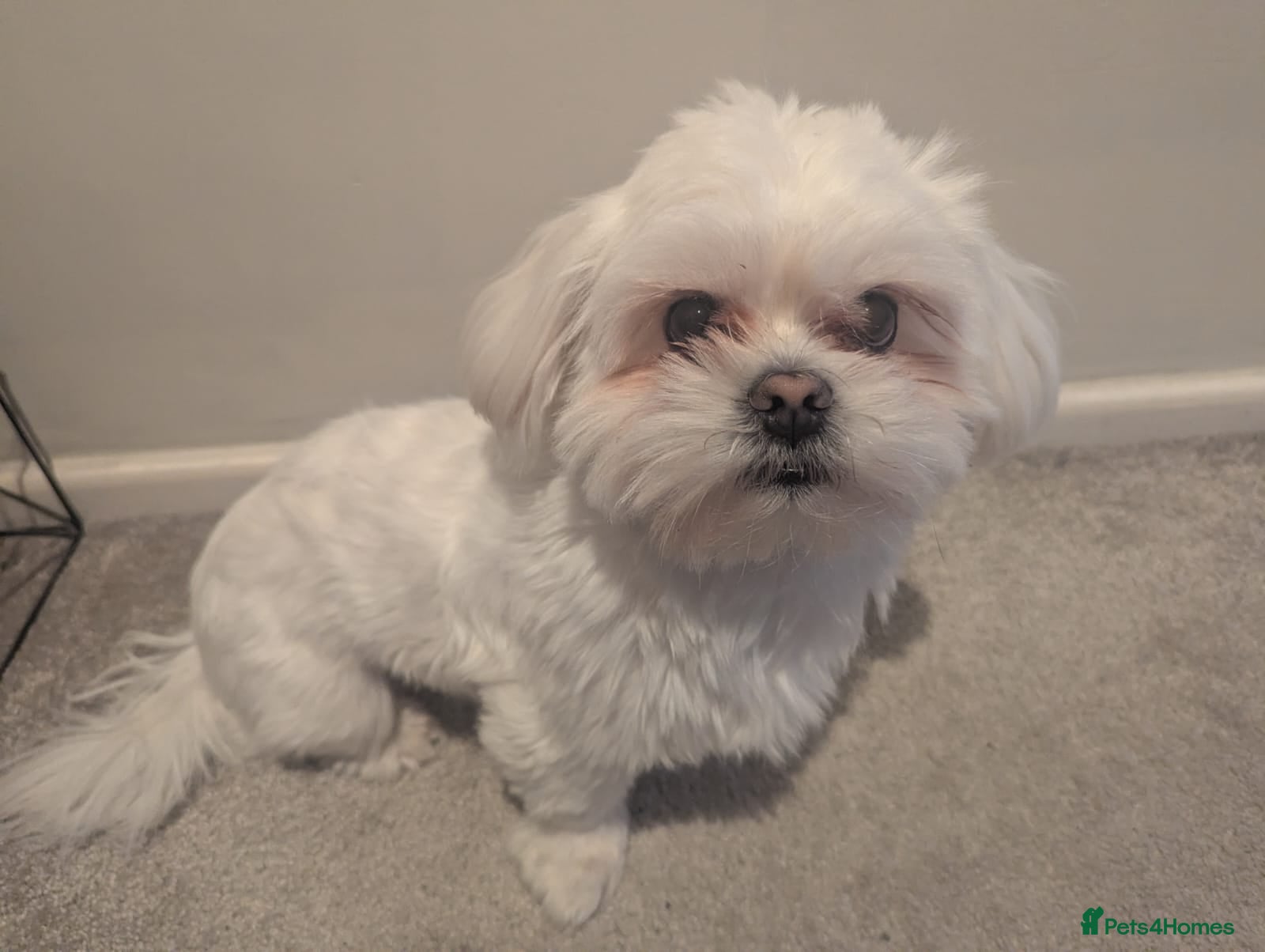 Malshi dogs for sale: 2 Malshi girls for sale to loving homes in Stockton-on-Tees - Advert 3