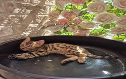 Bengal cats for sale:  🐾Four Beautiful Bengal Kittens🐾 - Image 23