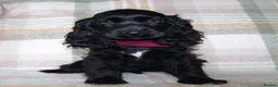 Cocker Spaniel dogs for sale: Beautiful Show Cocker Spaniel Puppies  - Advert 12