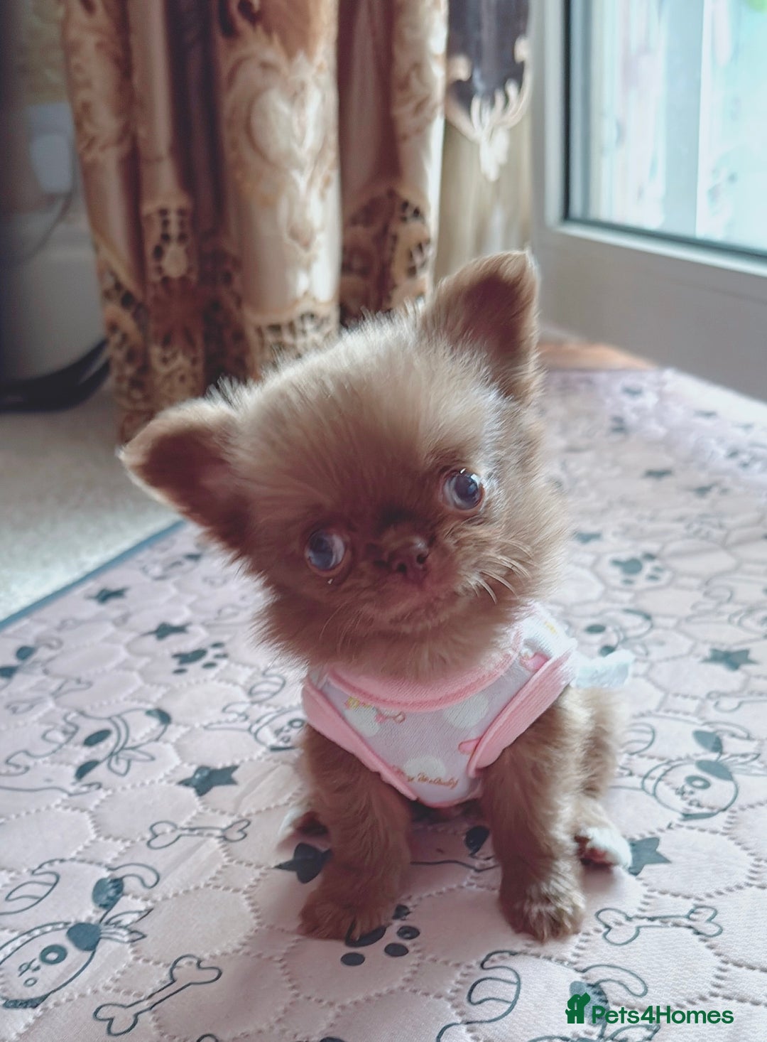 Chihuahua dogs for sale: Long haired chihuahua boys  - Image 6