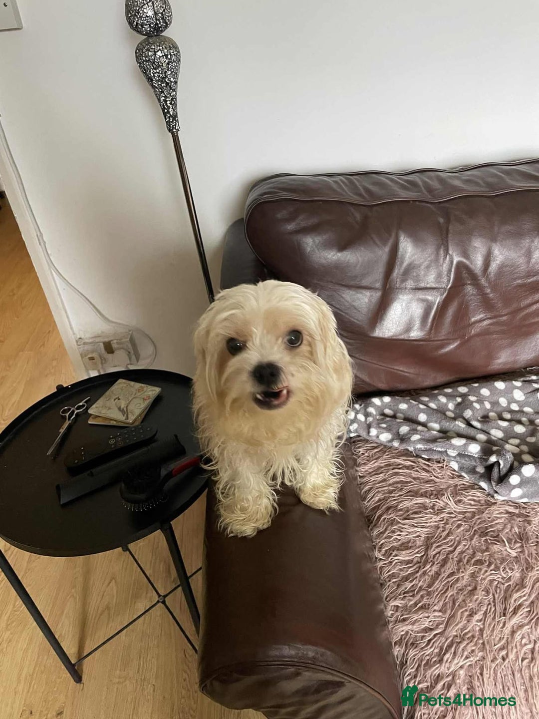 Cavapoo dogs for adoption: Buddy - Hingham Norfolk  - Image 6