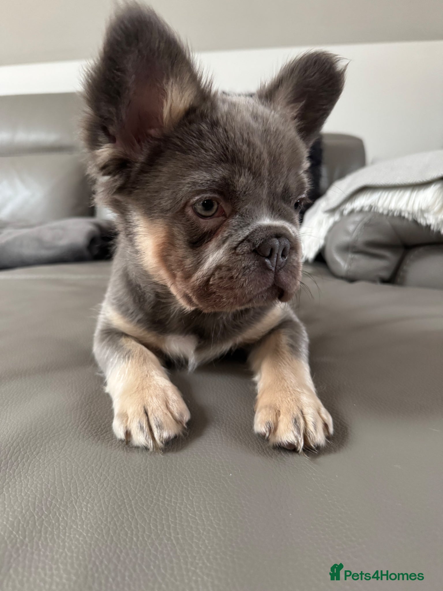 French Bulldog dogs Quality French Buldog puppies - Advert 11