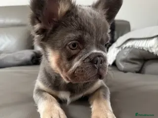 French Bulldog dogs Quality French Buldog puppies - Advert 11