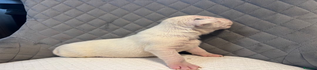 English Bull Terrier Puppy 2