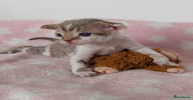 Devon Rex cats - Advert 14